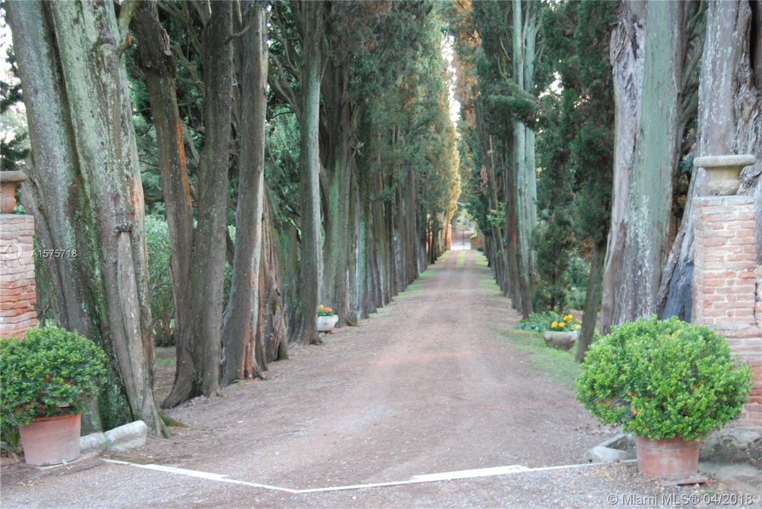 Cypress lined road leading to the villa