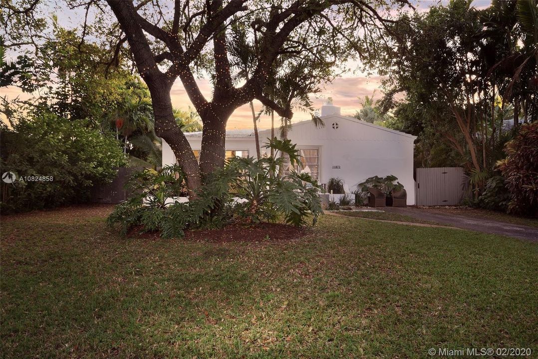 Gorgeous Oak Tree in front yard