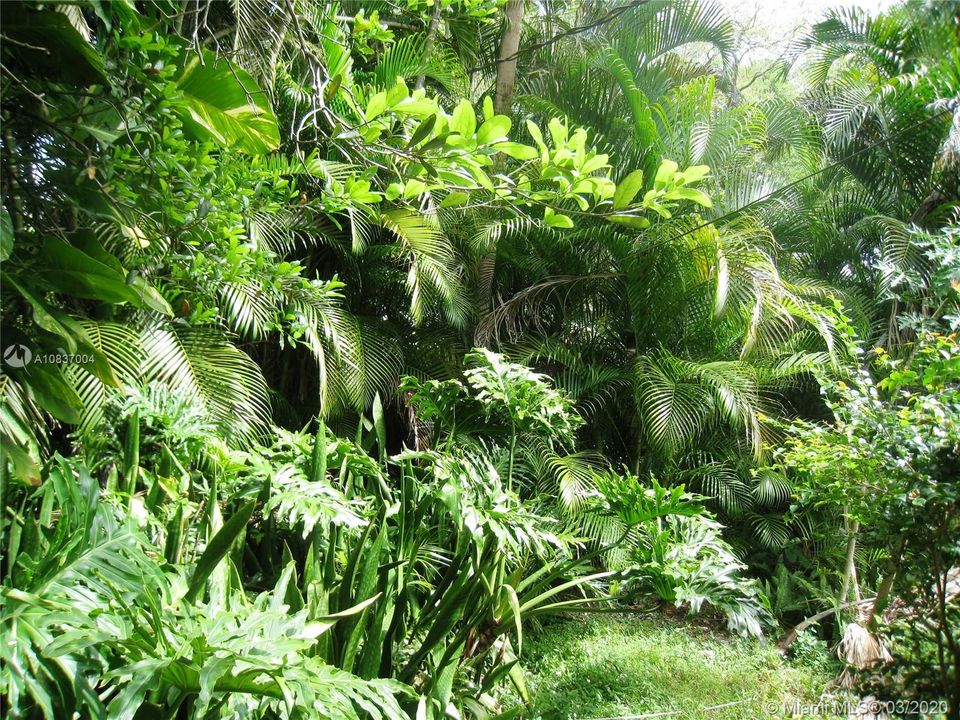 Lush tropical foliage