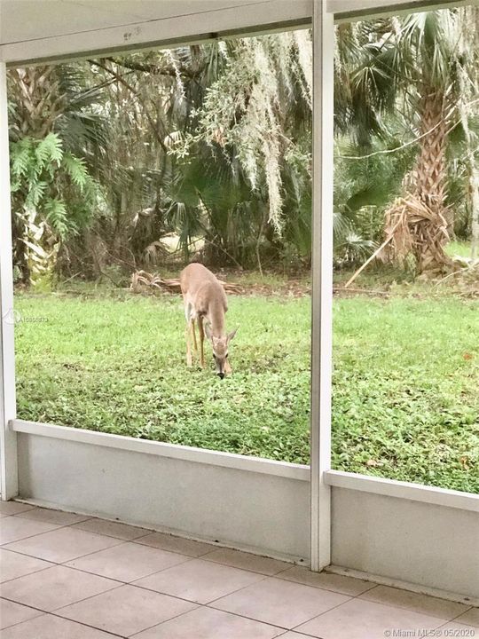 BACKYARD VISITORS