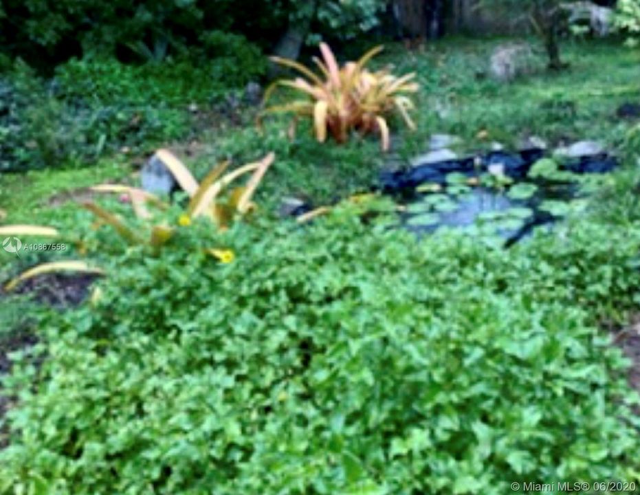 Lush Backyard Foliage