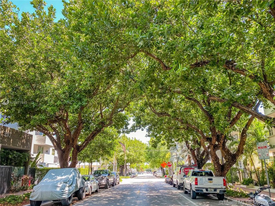 Tree lined Meridian Ave