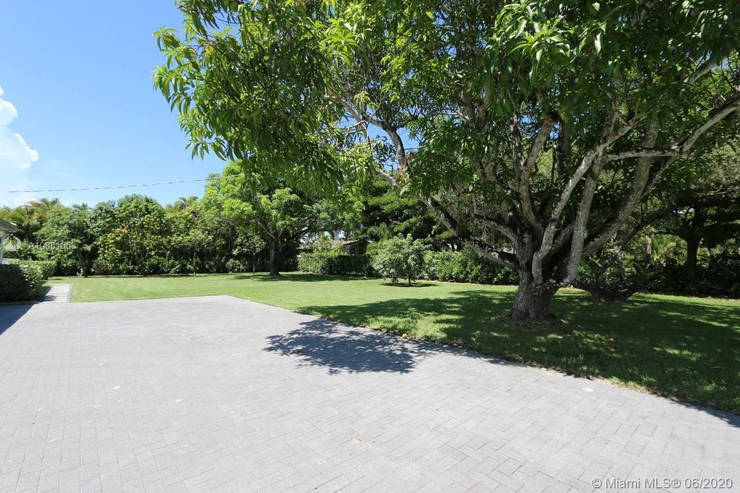 Mango trees