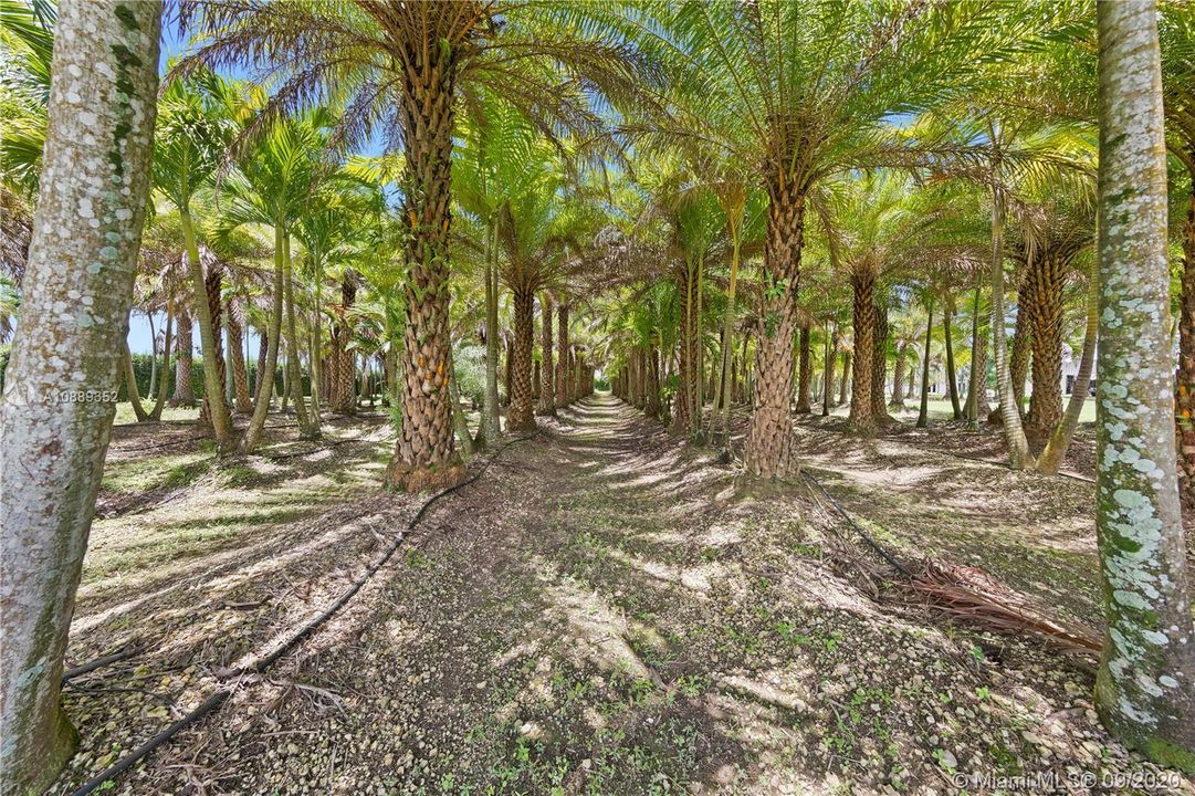 PALM PLANTATION ALLOWS FOR AGRI EXEMPTION