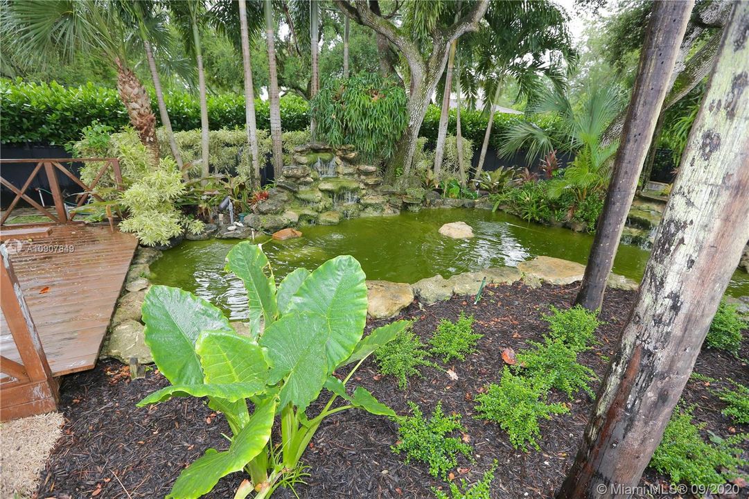 koi pond