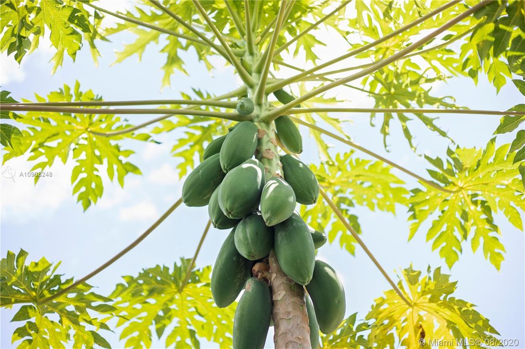 PAPAYA