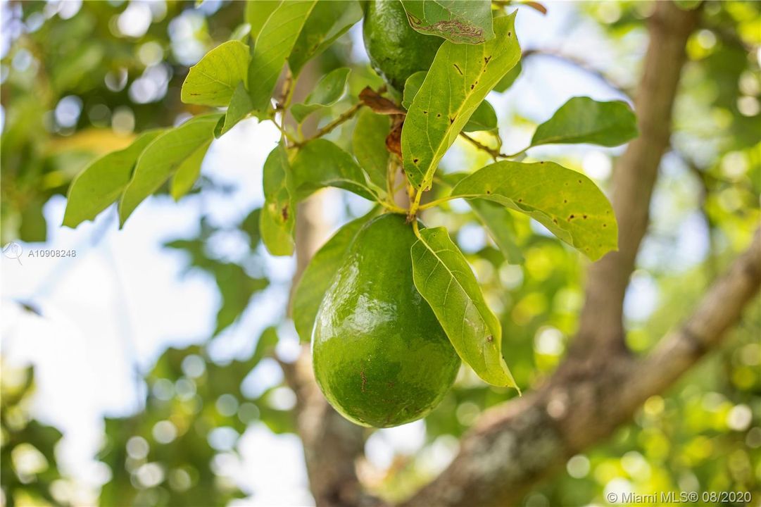 AVOCADO