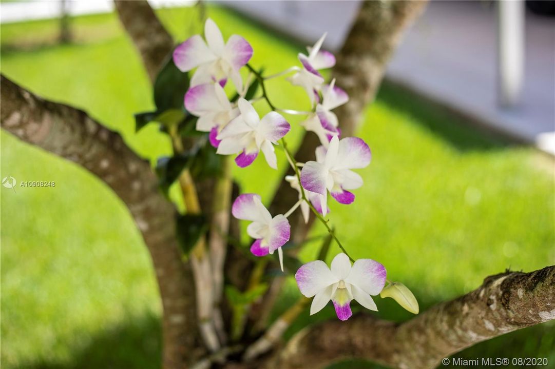 DENDROBIUM ORCHIDS
