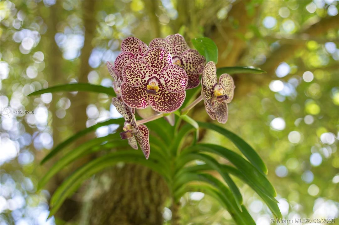 VANDA ORCHIDS