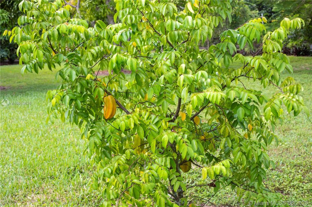 starfruit