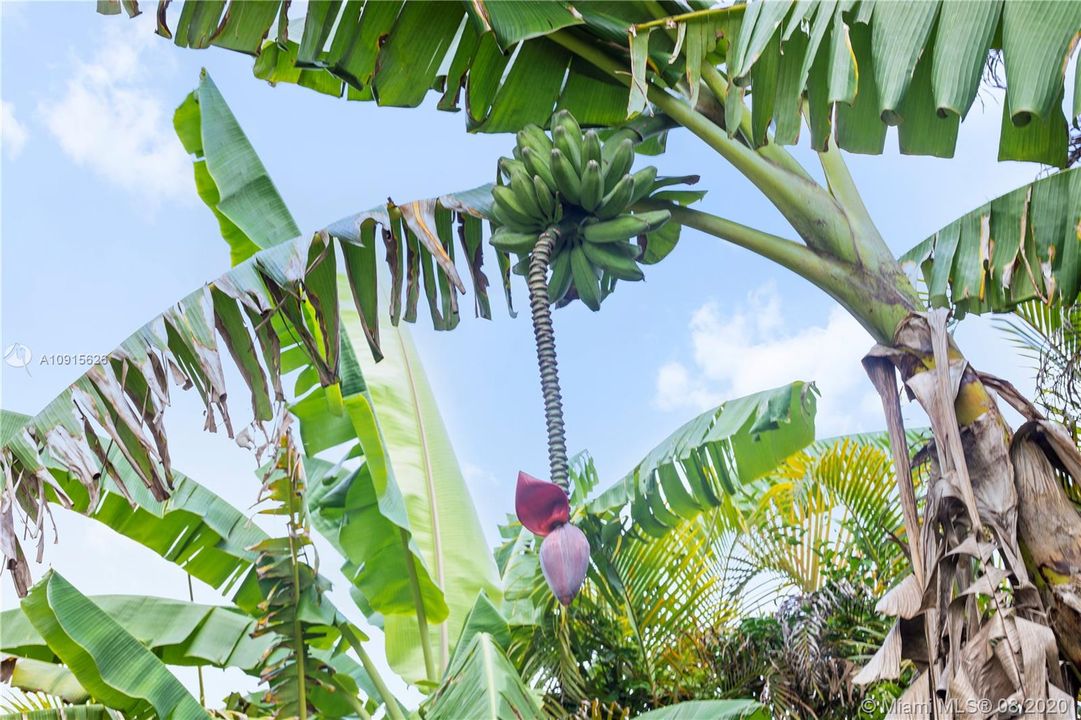 BANANA TREES