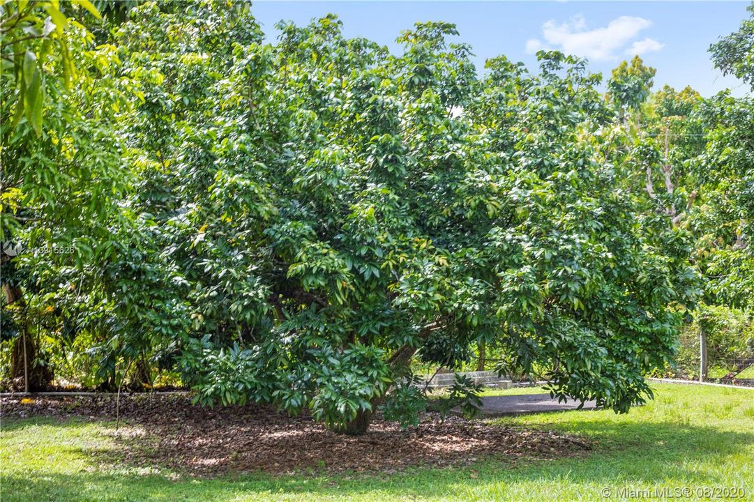 fruit tree