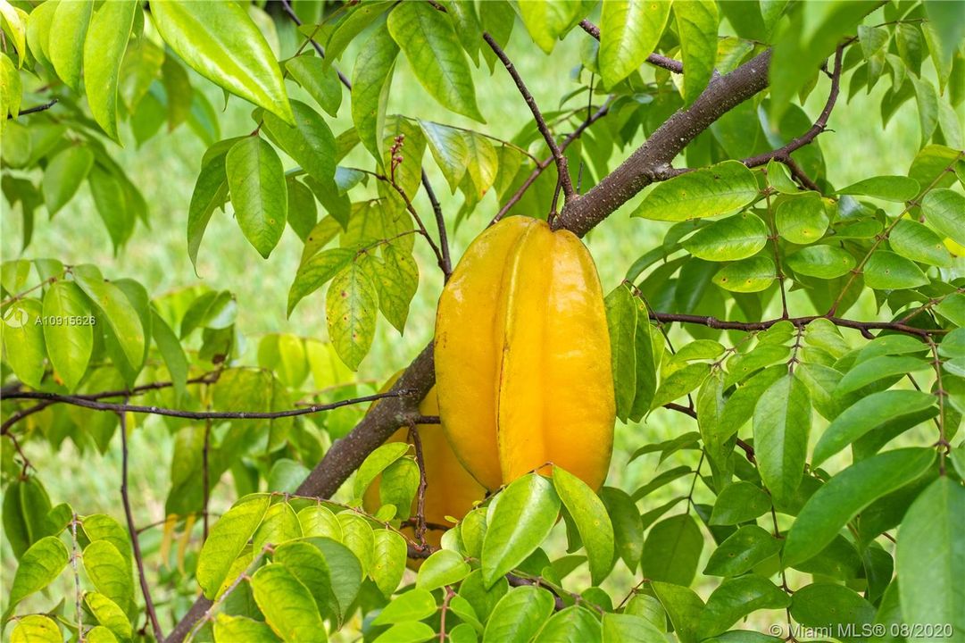 STAR FRUIT TREES