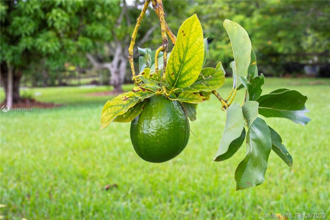 AVOCADO TREES