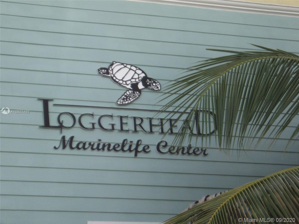 Loggerhead Marinelife Center in Juno