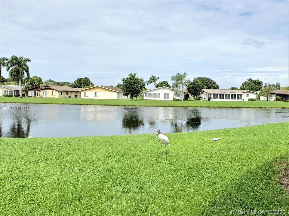 view from back yard