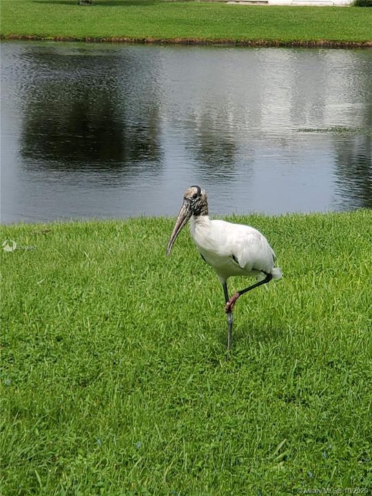Wood stork right outside your back door and many other ducks, and birds