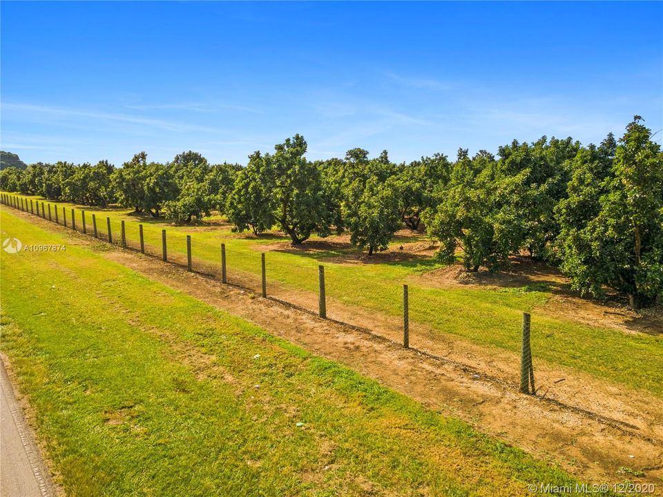 INCOME GROVE WITH 2000+ AVOCADOS / 5 VARIETIES. FENCED AND IRRIGATED WITH LOVELY FARMHOUSE PLUS..
