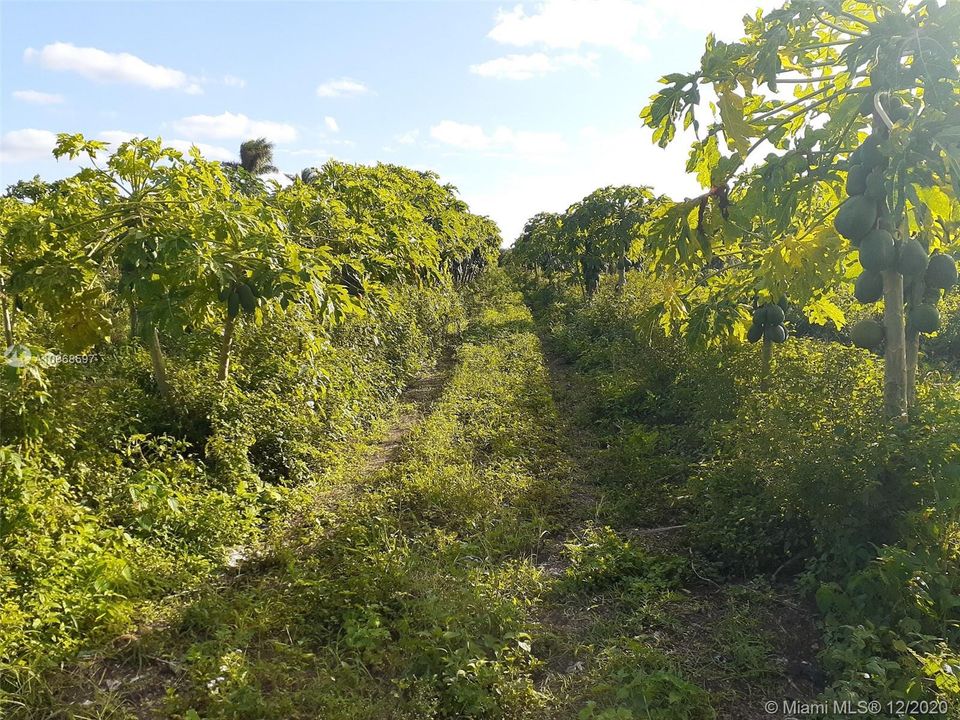 Papaya Trees