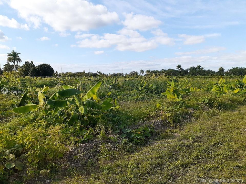 Land View