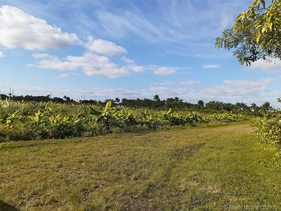 Banana Field