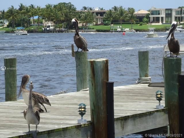 Native pelicans