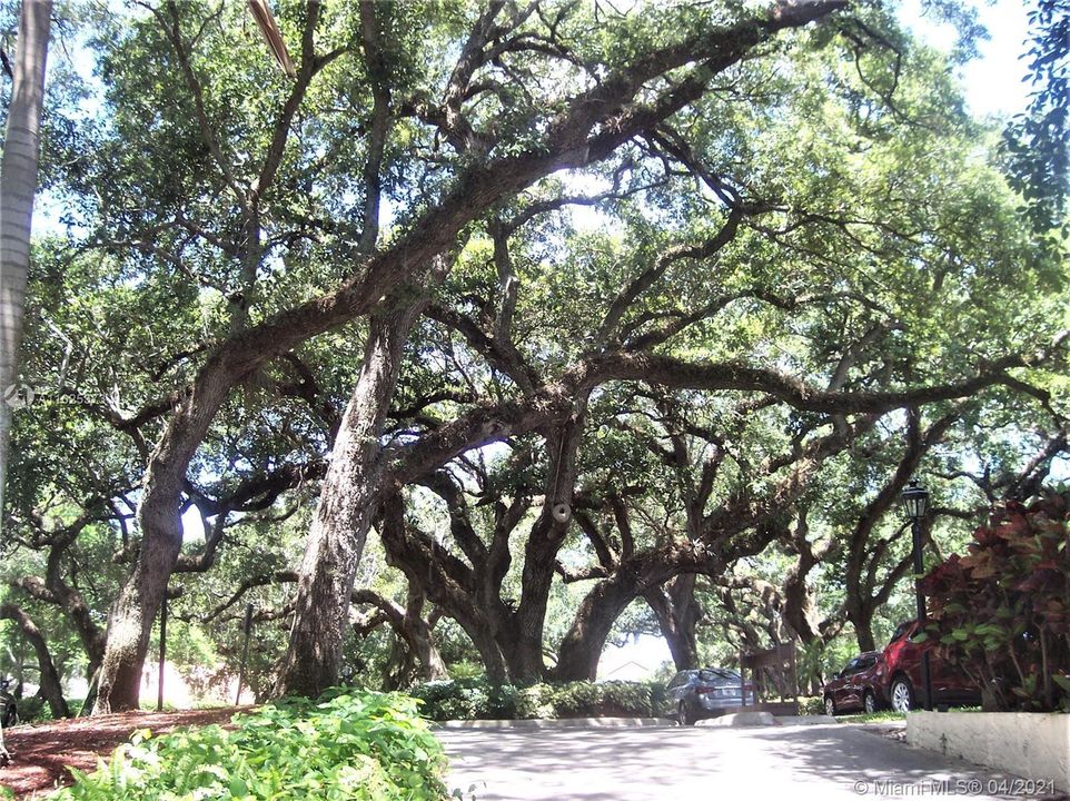BEAUTIFUL OAK TREES AT THE CLUBHOUSE.