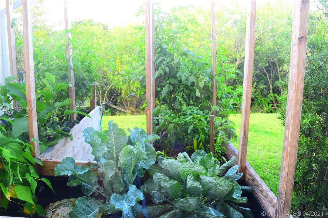 Vegtable and Herb Garden
