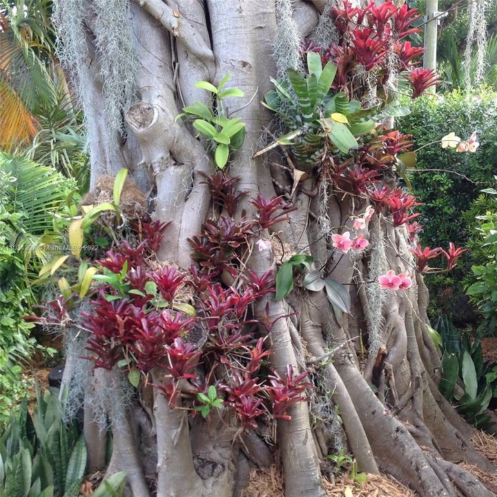 Orchids and Bromeliads in one of 2 large Ficus trees