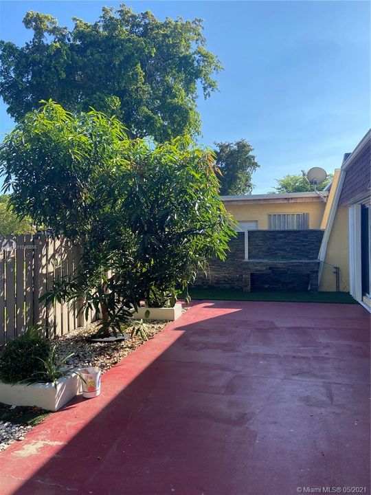 backyard patio.  Mango tree.