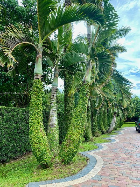 Lush Tropical Palms