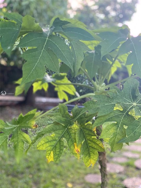 fruit trees - papaya