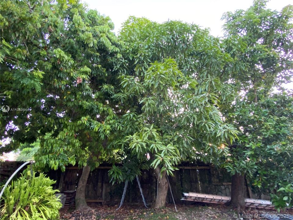 fruit trees - mango