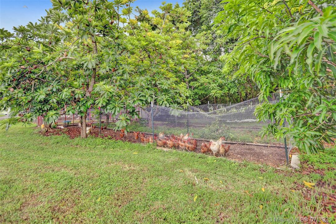 Chicken coop and mamey trees
