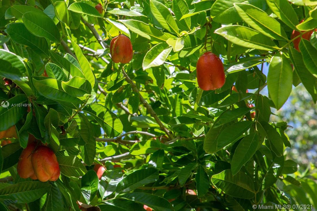 Ackee Fruit Tree