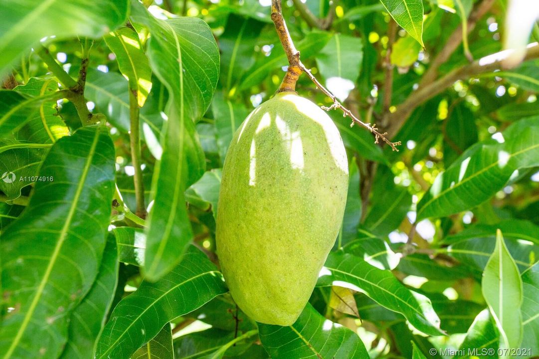 Mango Fruit Tree