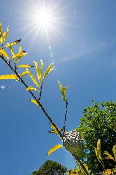 Soursop Fruit Tree