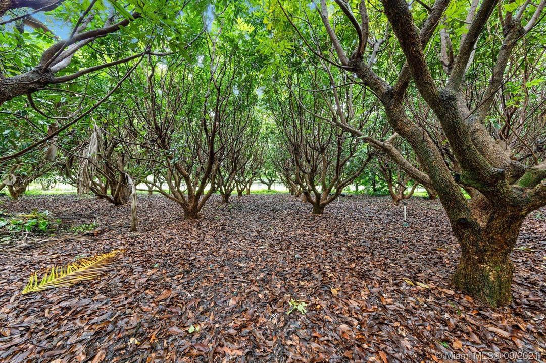longan grove needs pruning