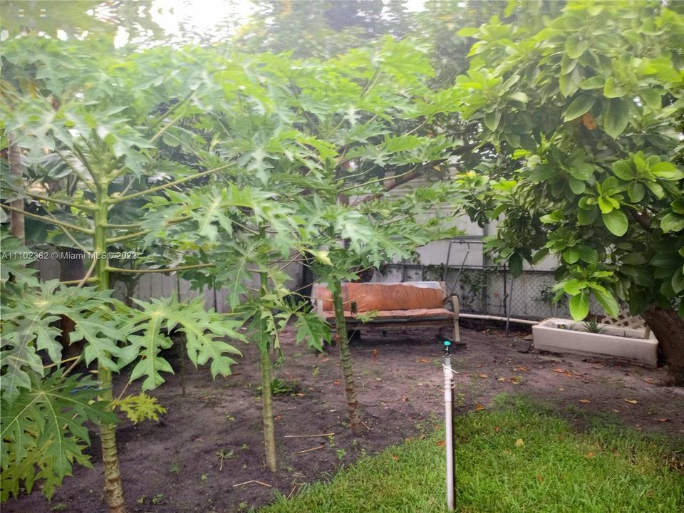 Fruit bearing Papaya trees in backyard