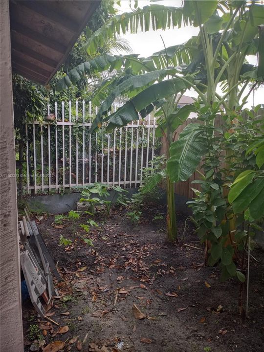 Back yard banana trees