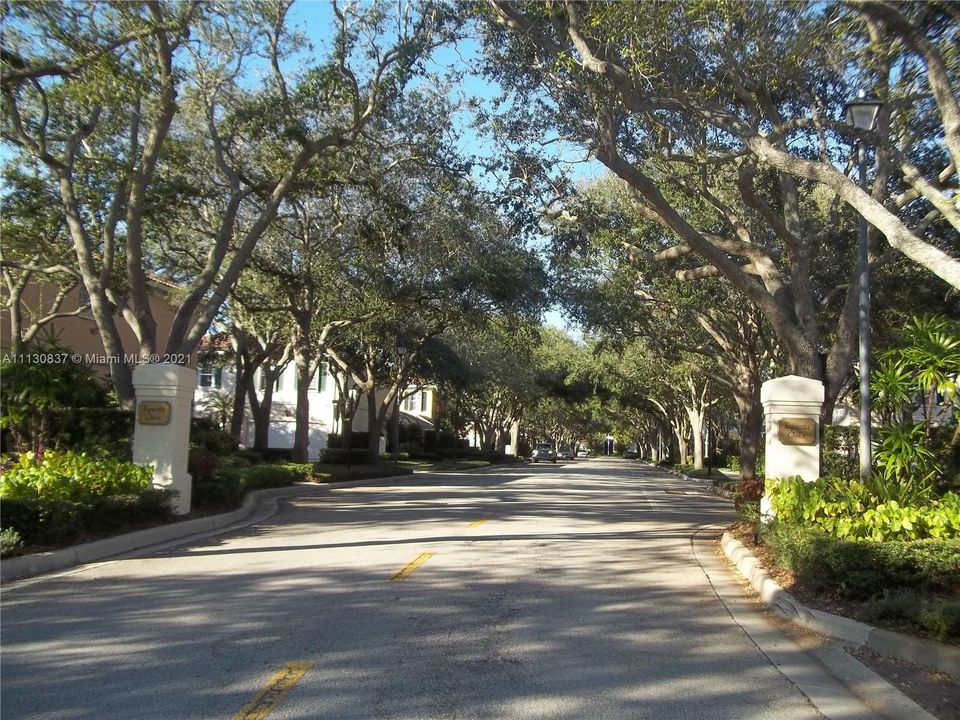 Beautiful oak trees line the streets