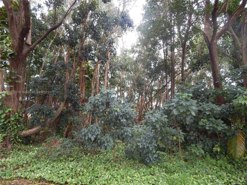 Недавно продано: $195,000 (0.34 acres)