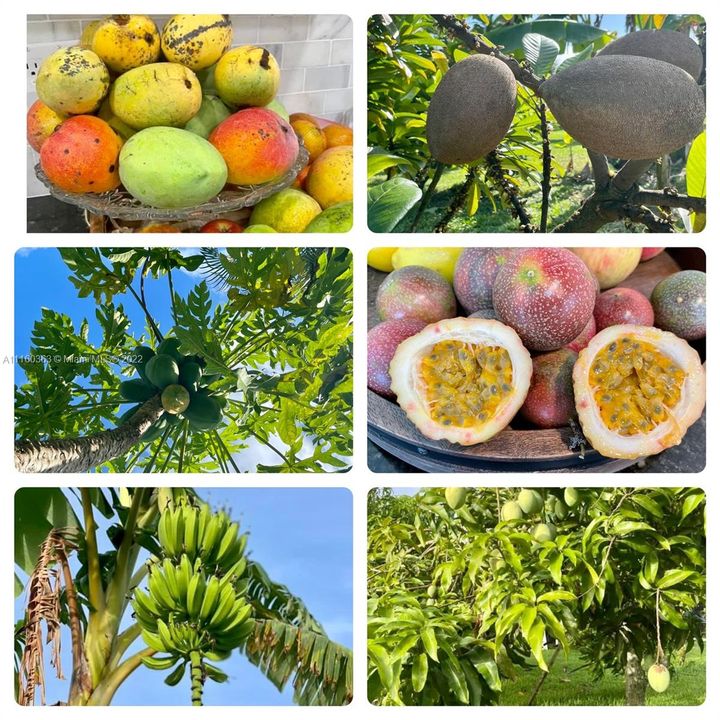 Planted fruit trees: Mango, Papaya, Passion fruit, Mamey, Guava, Bananas, Fig and more!