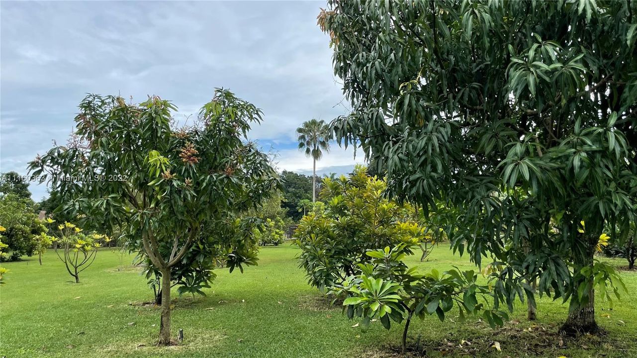 Back yard with many fruits trees
