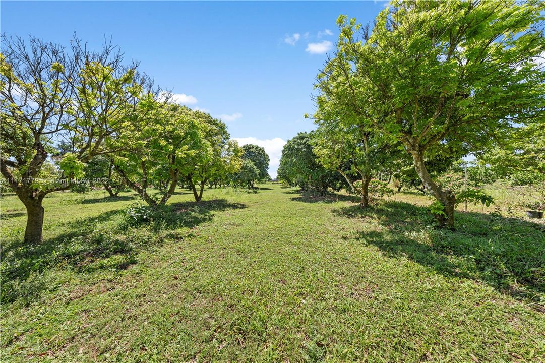 SWEETHEART LYCHEE GROVE PLUS. THIS GROVE ENCOMPASSES THE TWO 2.5 ACRE BUILDABLE LOTS