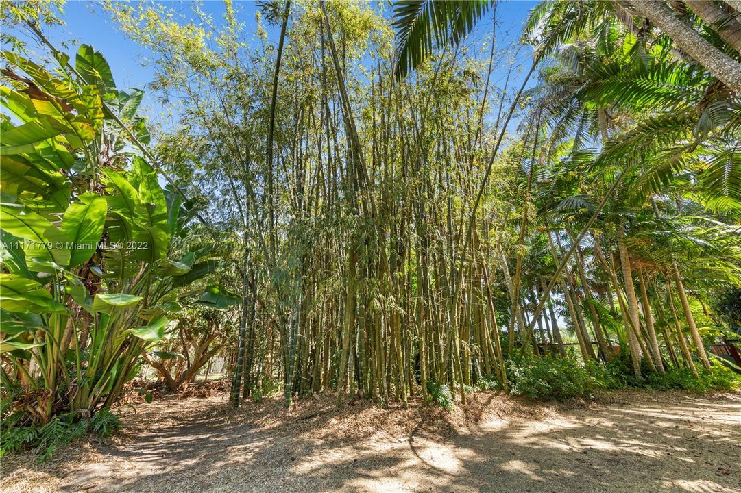 BAMBOO, PALMS AND TROPICAL FLOWERS ADORN THE DRIVEWAY
