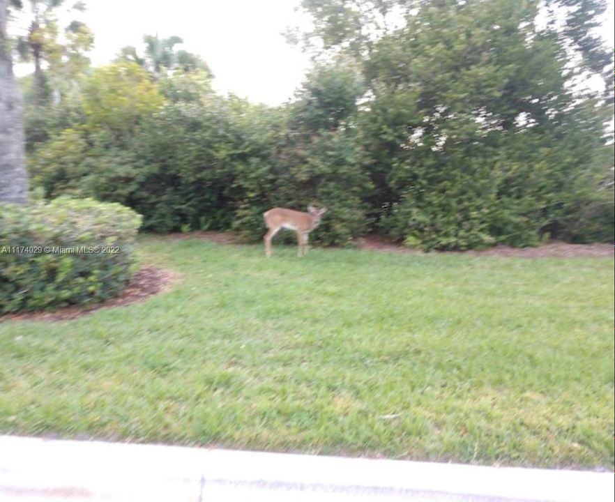 Neighborhood Deer