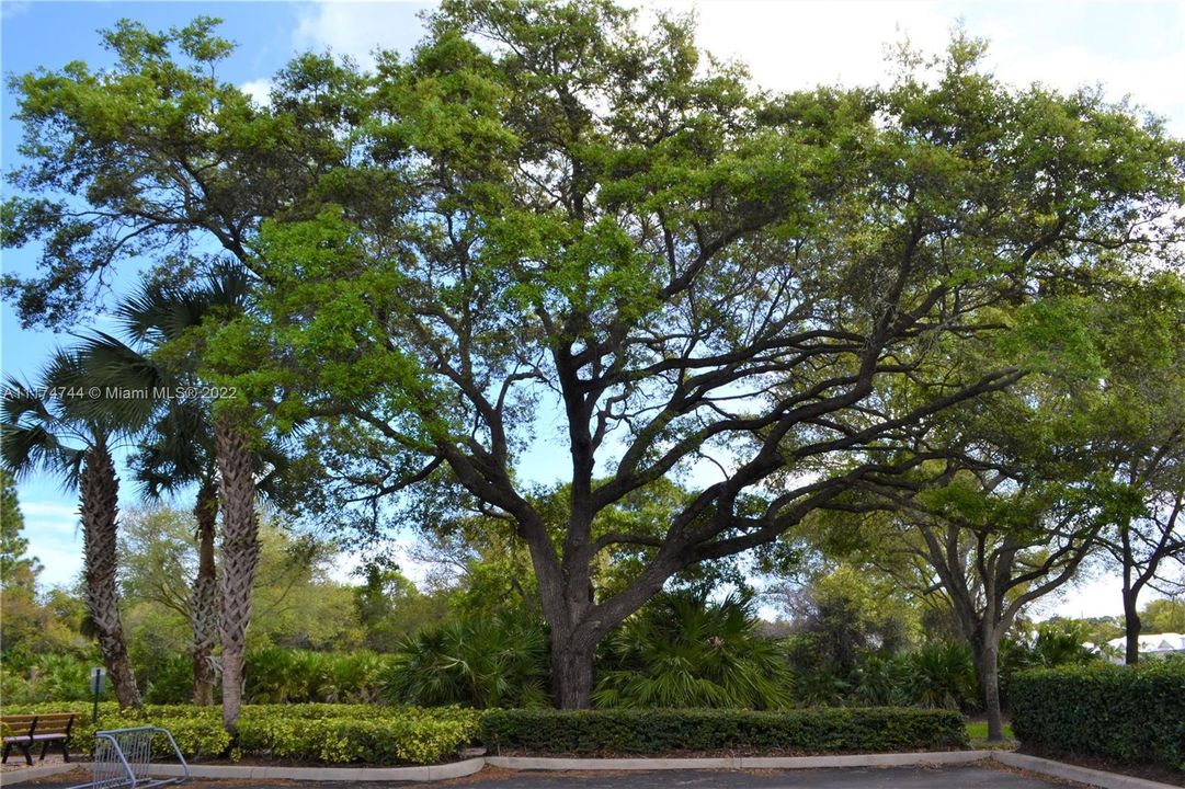 Well landscaped grounds in and around the community with majestic oaks, swaying palms and flowering shrubs.