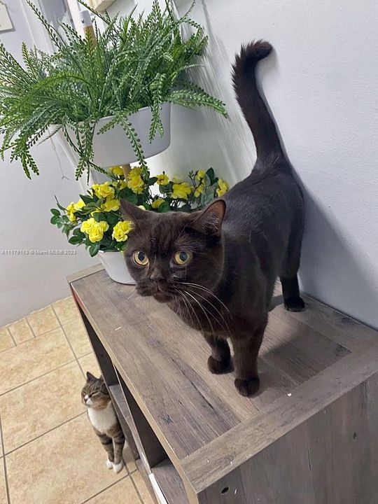 最近售出: $540,550 (0 贝兹, 0 浴室, 0 平方英尺)