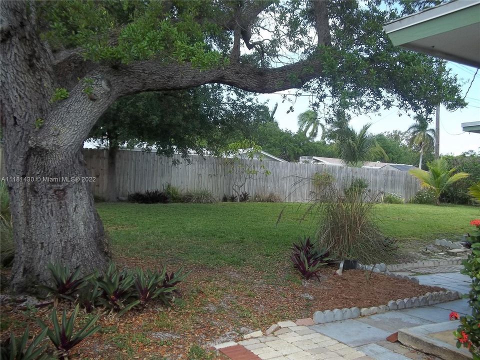 Large Oak tree in backyard